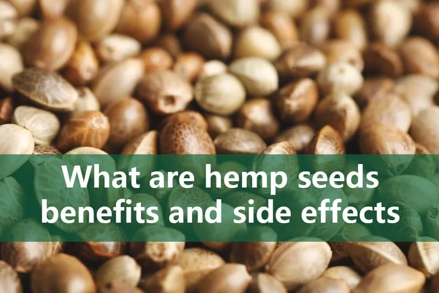 Quali sono i benefici e gli effetti collaterali dei semi di canapa? 5 hemp seeds benefits and side effects