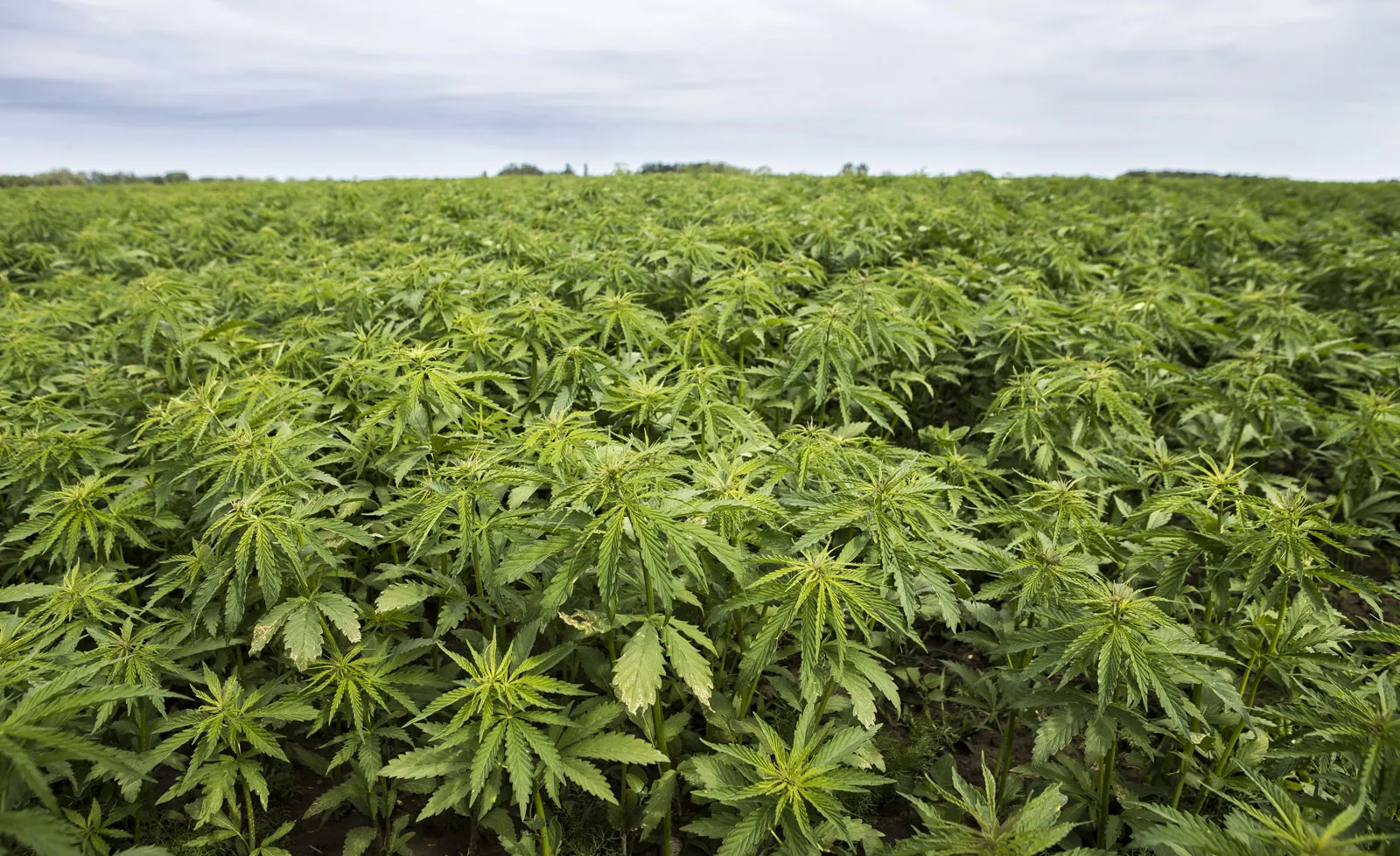 Pagina iniziale 3 Hemp plantation